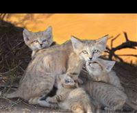 Let's catch wild sand cats in NE of Iran