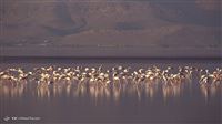 Flamingos flock to Maharloo Lake