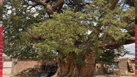 Get to know millennium old Iran tree