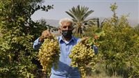 Going tropical, non-tropical in southern Iran