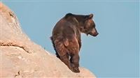 Rock climbing bear in Alps of Iran
