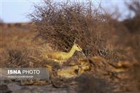 Catch elusive Iranian gazelles