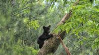 Baby bear gets back to nature in Iran
