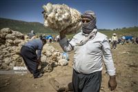 Sheer joy at sheep shearing season in Iran