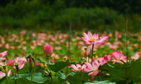 Indian lotus in north Iran in full bloom