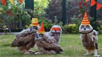 World second largest owl in Iran