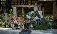 Tehran’s Eram Sabz Zoo in photos