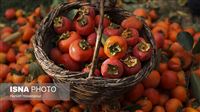 Harvest season of persimmon in Shiraz: Photos