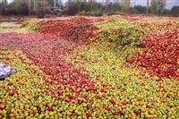 Top-notch quality apples from Iran