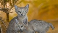 Let's catch elusive sand cat in Iran