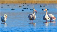 Birds flocking to southwestern Iran: Photos