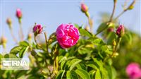 Damask rose picking in Choliche: Photos