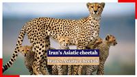 Astonishing sound of Iran's Asiatic cheetah