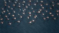 Flamingos fly over Maharlu Lake