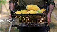 Iran farmer grows papaya against all odds