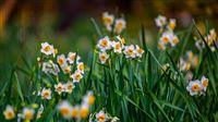 Narcissus picking in Iran’s Fars Province