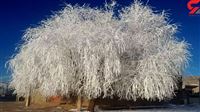 Frozen tree in Iran Lorestan