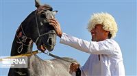 Turkmen horses beyond just a beauty.