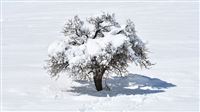 Snow blankets Iranian village Sarband