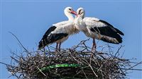 Iran village hosts storks