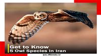 Get to know 5 owl species in Iran