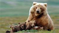 Iran brown bears in focus