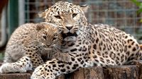 Persian leopard captured through Iran lens