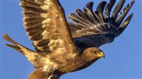 Bird of prey captured in photos