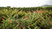 Viper's-bugloss picking in Gorgan: Photos