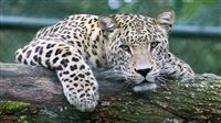 Listen to Persian leopard's sawing roar