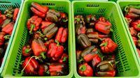 Enjoy bell pepper harvest in Isfahan