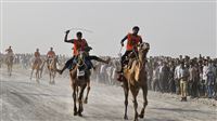 Hormozgan holds Camel racing + photos