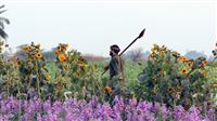 Flowers harvest in Hamidiyeh City