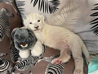 White lion cub born in Iran