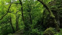 Iran forest gives visitors a shout