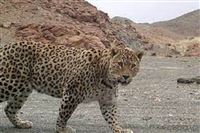 Persian leopard can catch you unawares